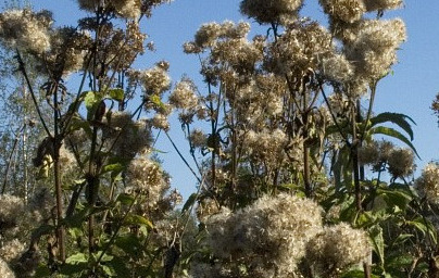 Дъбравник (Eupatorium cannabinum) Дъбравник (Eupatorium cannabinum)